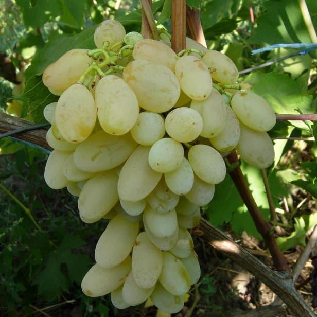 Виноград Кішміш Піар (Однорічний, ОКС), фото 1