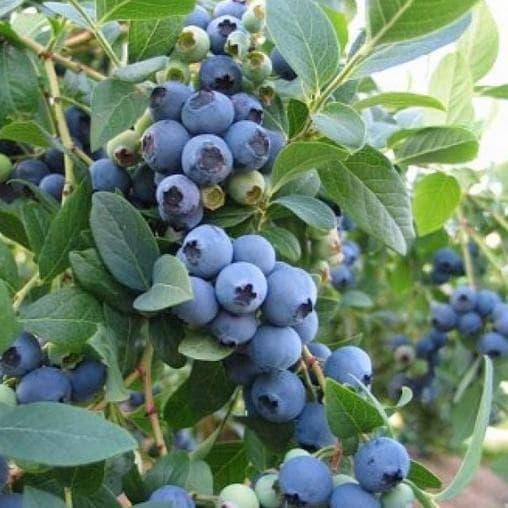 Блакитнина Еліот (трирічний, ЗКС), фото 1