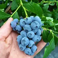 Блакитника Блюголд (трирічний, ЗКС)