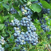 Блакитник Дюк (трирічний, ЗКС)