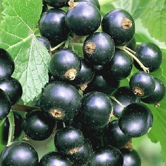 Смородина Бен Гейн (Однорічний, ОКС), фото 1