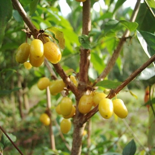 Кизил Бурштиновий (Трих літній, привів, ОКС), фото 1