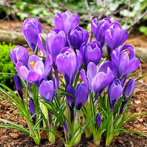 Крокус осінньоцвітний Kotschyanus (луковиці), фото 1