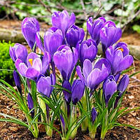 Крокуси