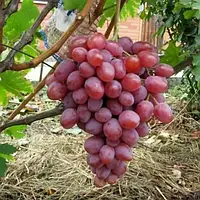 Саджанці винограду