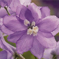 Дельфініум Lavender White Bee (саджанці)