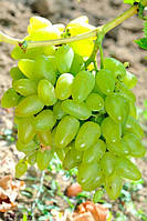 Виноград Бажена (Однорічний, ОКС)