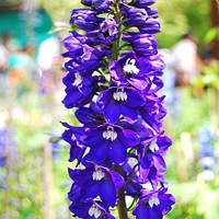 Дельфініум Dark Blue White Bee (сажінці)