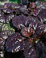 Аюга Black Scallop (саджанці)