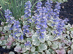 Аюга Variegata (сажники)