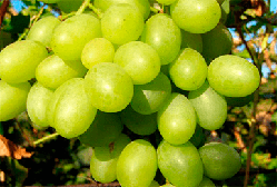 Виноград Благовіс (Однорічний, ОКС)