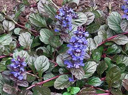 Аюга Purple Brocade (сажники)