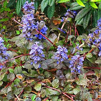 Аюга Atropurpurea (саджанці)