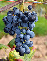 Виноград Буффало (Однорічний, ОКС)