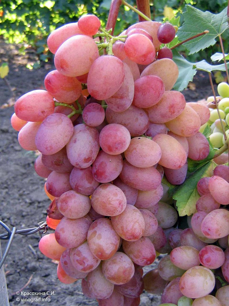 Виноград Водограй (Однорічний, ОКС), фото 1