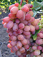 Виноград Водограй (Однорічний, ОКС)