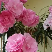 Олеандр Рожевий Махровий (однорічні, зкс)