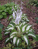 Хоста Найт Біфо Крістмас (саженці)