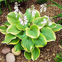 Хоста Фрагрант Букет (смаженці)