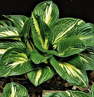 Хоста Стинг (сажани)