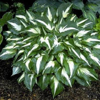 Хоста Крістмас Кенді (сажниці)