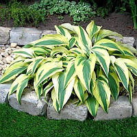 Хоста варіегантна (20-25 см, ЗКС)