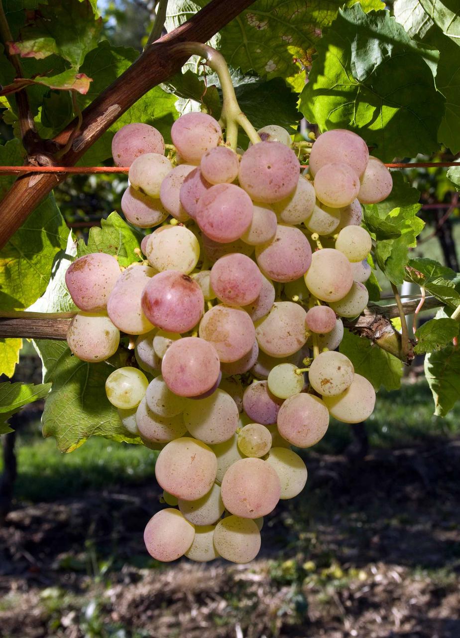 Виноград Німранг (Однорічний, ОКС), фото 1