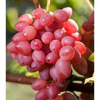 Виноград Прометей (Однорічний, ОКС)
