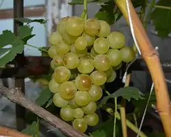 Виноград Прим (Палатина) (Однорічний, ОКС)