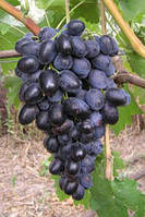 Виноград Різдвяний (Однорічний, ОКС)