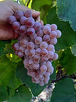 Виноград Рілайнс Пінк (Однорічний, ОКС)