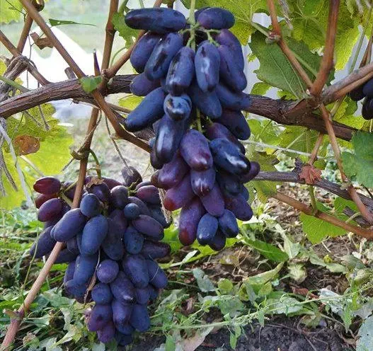 Виноград Ромео (Однорічний, ОКС), фото 1