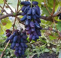 Виноград Ромео (Однорічний, ОКС)