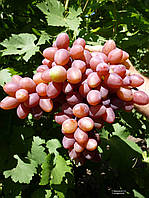 Виноград Софія (Однорічний, ОКС)