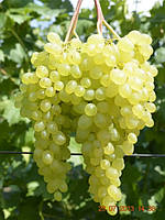 Виноград Надранний безсім'яний (Однорічний, ОКС)