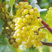 Виноград Хусайне білий (Однорічний, ОКС)