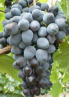 Виноград Фуршетний (Однорічний, ОКС)
