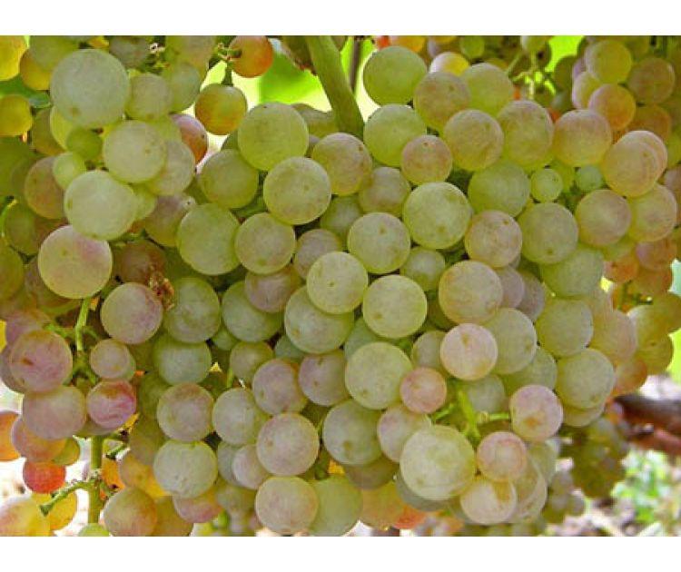 Виноград Кішміш Коринка російська (Однорічний, ОКС), фото 1