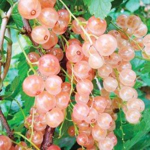 Червона смородина Перлина (Двохлітній, ОКС), фото 1