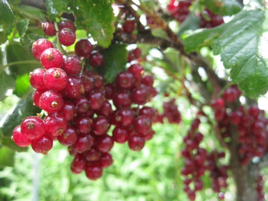 Смородина кольорова Віксне (20-30 см, ЗКС), фото 1