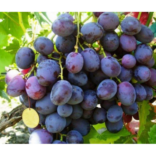 Виноград Армані (Однорічний, ОКС), фото 1