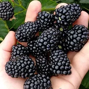 Ожинаодягал Джозеф (Двохлітній, ЗКС), фото 1