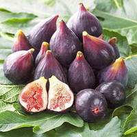 Інжир "Медовий" 100-130 см