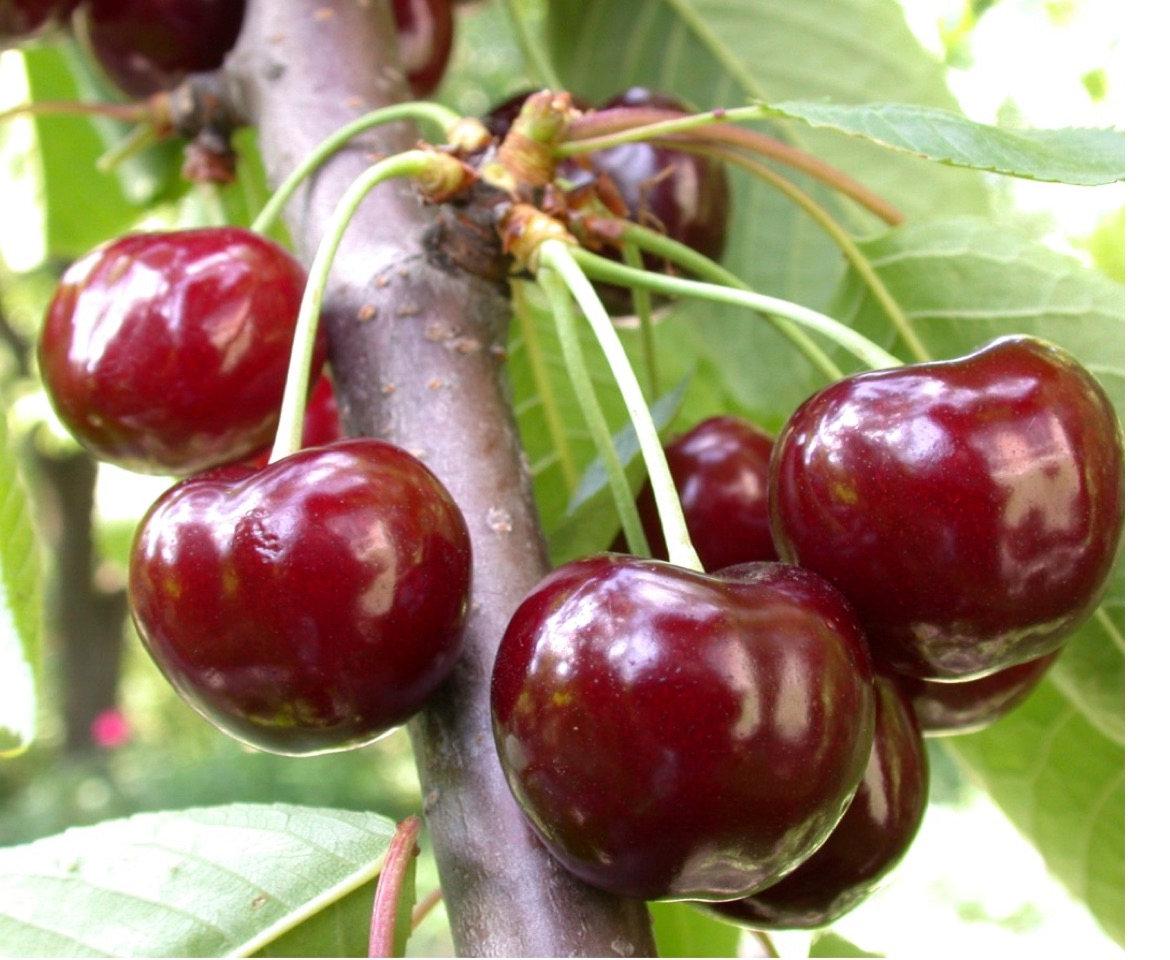 Черешня Блейкен бург (дворічний, ЗКС), фото 1