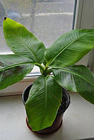 Банан "Ківський Карлик" 50-80 см