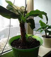 Банан "Ківський Карлик" 30-50 см