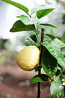 Лимон "Ківський" 80-100 см