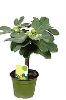 Інжир "Медовий" 50-80 см