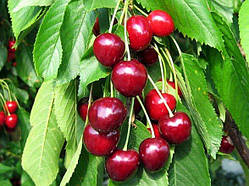 Черешня Риван (дворічний, ЗКС)