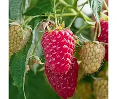 Малина Марастар (ОКС)